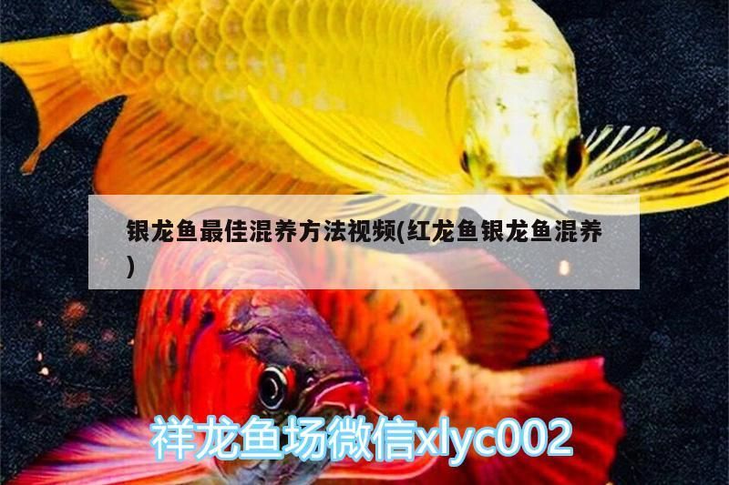銀龍魚最佳混養方法視頻(紅龍魚銀龍魚混養) 銀龍魚最佳混養方法視頻(紅龍魚銀龍魚混養) 銀龍魚百科