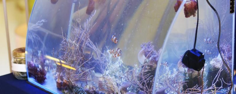 大型魚缸怎么全部換水換水要注意什么 大型魚缸怎么全部換水換水要注意什么 錦鯉魚百科