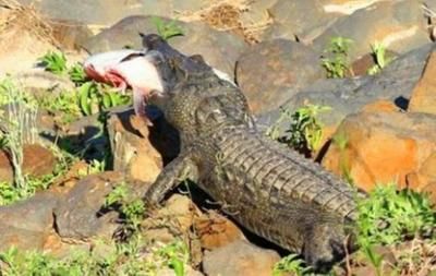 虎魚能吃鱷魚嗎：虎魚可以吃鱷魚嗎？ 虎魚能吃鱷魚嗎：虎魚可以吃鱷魚嗎？ 虎魚百科 第3張