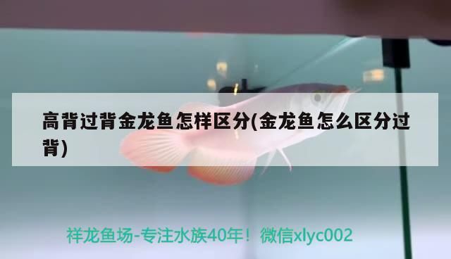 高背過背金龍魚怎樣區分(金龍魚怎么區分過背)