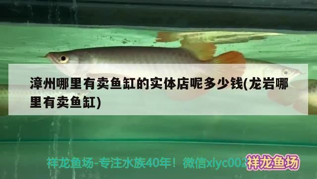 漳州哪里有賣魚缸的實體店呢多少錢(龍巖哪里有賣魚缸)
