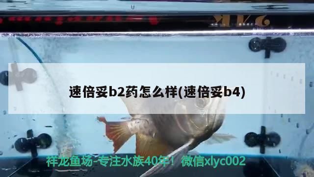 速倍妥b2藥怎么樣(速倍妥b4)