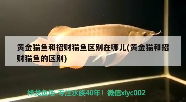 黃金貓魚(yú)和招財(cái)貓魚(yú)區(qū)別在哪兒(黃金貓和招財(cái)貓魚(yú)的區(qū)別) 黃金貓魚(yú)和招財(cái)貓魚(yú)區(qū)別在哪兒(黃金貓和招財(cái)貓魚(yú)的區(qū)別) 黃金貓魚(yú)百科