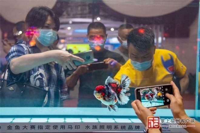 馬印水族客服：馬印水族客服信息 馬印水族客服：馬印水族客服信息 馬印水族 第4張