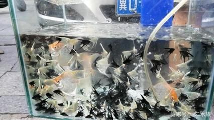 紅頭觀賞魚燕魚多少錢（紅頭觀賞魚燕魚價格）