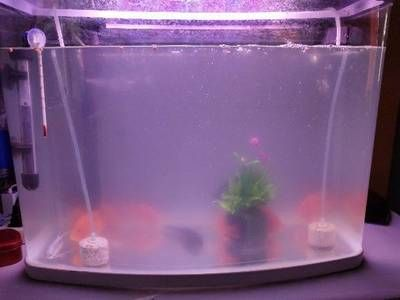 魚缸放硝化細菌后白混，如何判斷硝化系統是否建立？