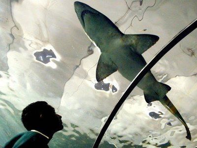水族館百科：《水族館百科》 水族館百科：《水族館百科》 水族館百科（水族館加盟） 第1張