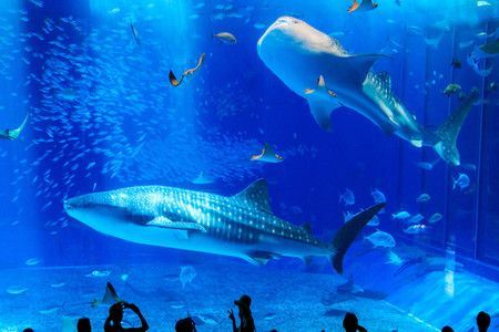水族館百科：《水族館百科》 水族館百科：《水族館百科》 水族館百科（水族館加盟） 第3張