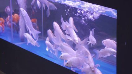 水族館百科：《水族館百科》 水族館百科：《水族館百科》 水族館百科（水族館加盟） 第2張