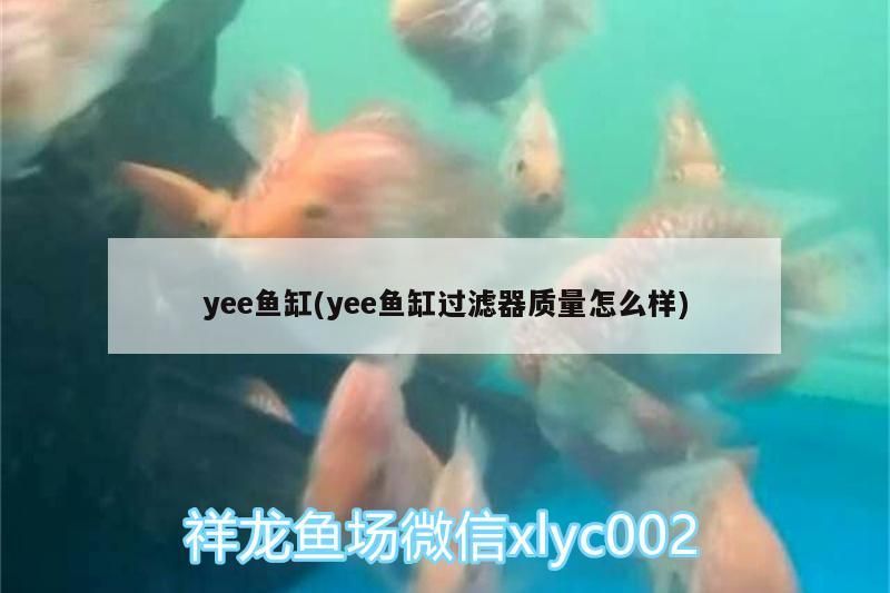 yee魚(yú)缸(yee魚(yú)缸過(guò)濾器質(zhì)量怎么樣)
