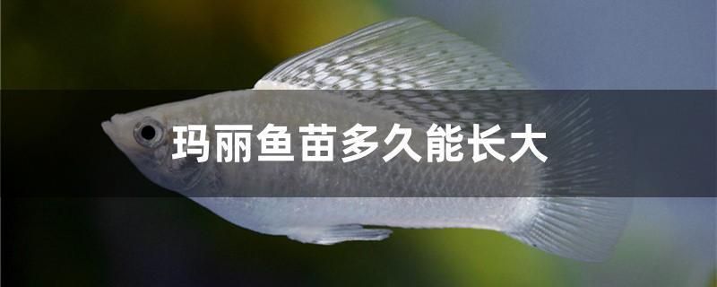 瑪麗魚苗多久能長大 瑪麗魚苗多久能長大 九鼎魚缸