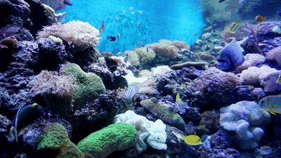 開一家水族館需要些什么手續呢：開一家水族館需要辦理哪些手續