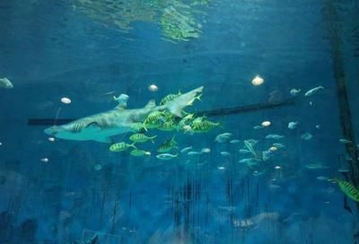 開(kāi)一家水族館需要些什么手續(xù)呢：開(kāi)一家水族館需要辦理哪些手續(xù)