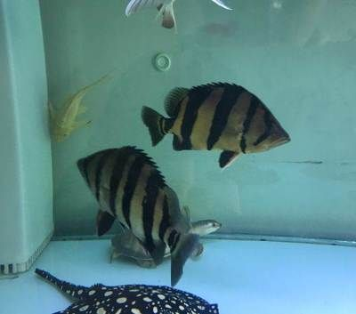 泰虎魚苗怎么養殖方法圖解：泰國虎魚怎么養，泰國虎魚價格多少錢 泰虎魚苗怎么養殖方法圖解：泰國虎魚怎么養，泰國虎魚價格多少錢 虎魚百科 第3張