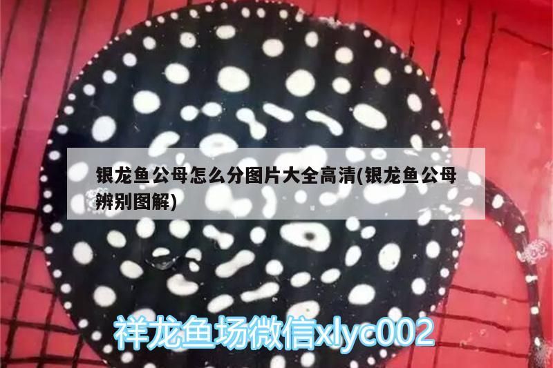 銀龍魚公母怎么分圖片大全高清(銀龍魚公母辨別圖解)