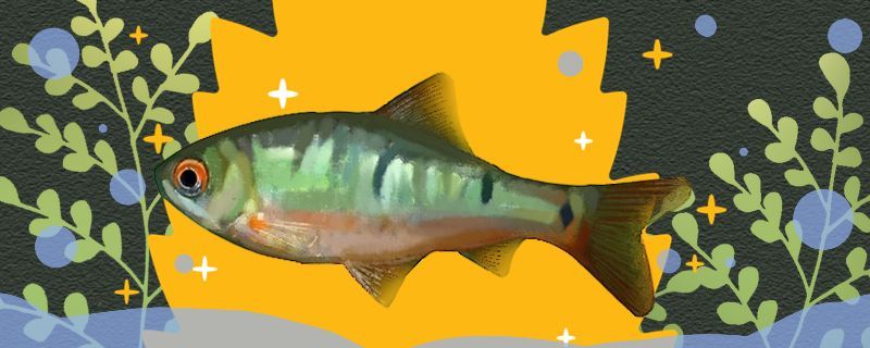 琿春市華軍觀賞魚店 全國水族館企業名錄 第2張 琿春市華軍觀賞魚店 琿春市華軍觀賞魚店 全國水族館企業名錄 第2張