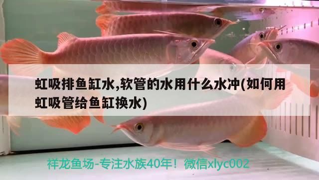 虹吸排魚缸水,軟管的水用什么水沖(如何用虹吸管給魚缸換水)