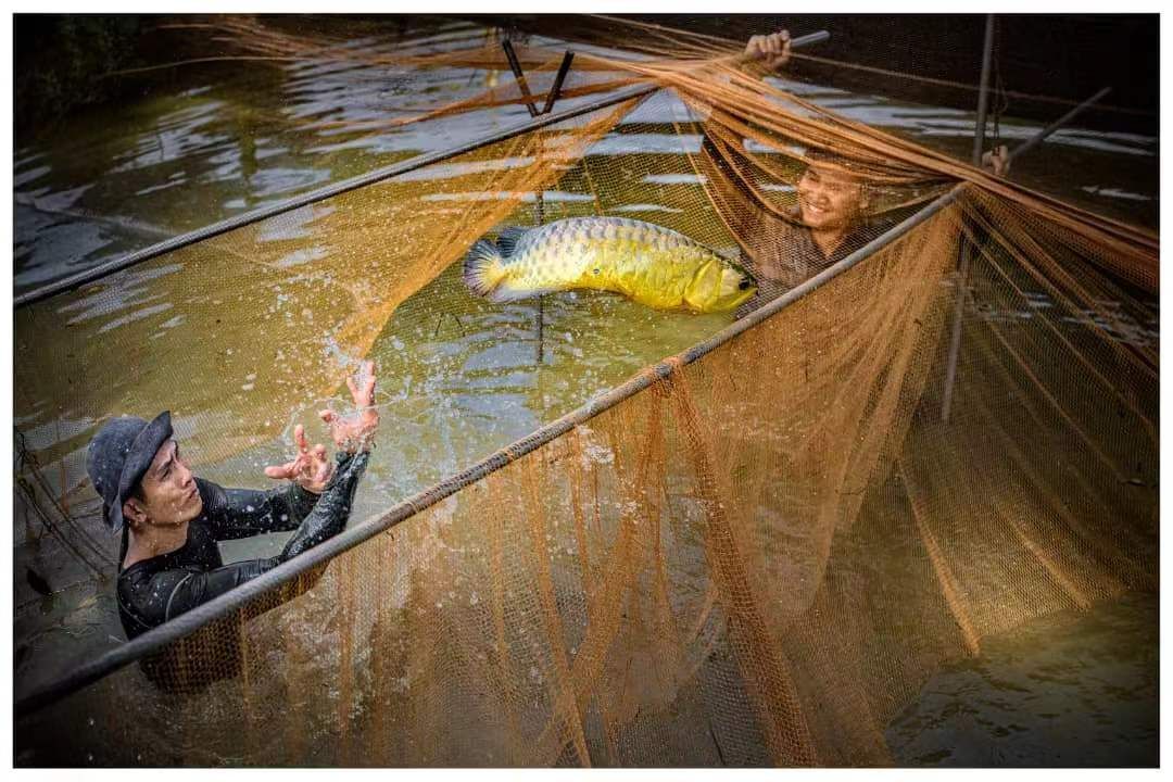 微信圖片_20240417210223.jpg 圖文大馬:了不起的金龍魚爸爸 觀賞魚百科 第6張 圖文大馬:了不起的金龍魚爸爸 圖文大馬:了不起的金龍魚爸爸 觀賞魚百科 第6張