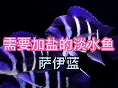 飼養魟魚需要加鹽嗎：飼養魟魚時是否加鹽以及加多少鹽，需要根據實際情況和健康狀況決定 飼養魟魚需要加鹽嗎：飼養魟魚時是否加鹽以及加多少鹽，需要根據實際情況和健康狀況決定 魟魚百科 第2張