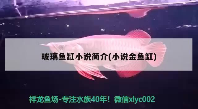 玻璃魚缸小說簡介(小說金魚缸) 玻璃魚缸小說簡介(小說金魚缸) 九鼎魚缸