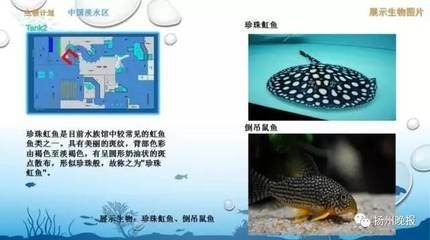 魟魚換水當天需要停食嗎：如果您選擇在換水當天停食，魟魚換水當天需要停食嗎
