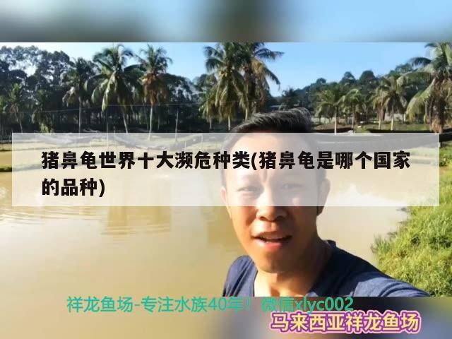 豬鼻龜世界十大瀕危種類(豬鼻龜是哪個國家的品種)