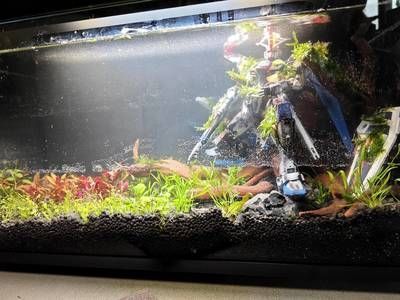 9升魚缸能養(yǎng)多少魚蝦和蝦：9升魚缸能養(yǎng)多少蝦