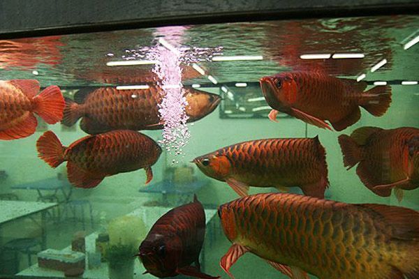 紅龍魚跟什么魚混養最好看：與紅龍魚混養的最佳搭配 紅龍魚跟什么魚混養最好看：與紅龍魚混養的最佳搭配 紅龍魚百科 第3張