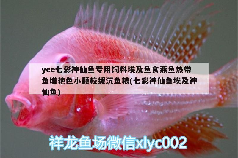 yee七彩神仙魚專用飼料埃及魚食燕魚熱帶魚增艷色小顆粒緩沉魚糧(七彩神仙魚埃及神仙魚)
