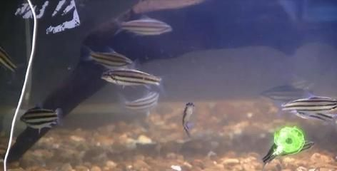 魟魚生產(chǎn)周期是多久：魟魚的生產(chǎn)周期并沒有明確的答案然而[需手動填充]魚的生產(chǎn)周期并沒有明確答案
