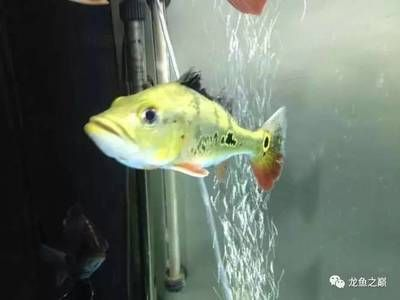 豬鼻龜一天喂幾次好:豬鼻龜喂多少合適 豬鼻龜百科 第1張 豬鼻龜一天喂幾次好:豬鼻龜喂多少合適 豬鼻龜一天喂幾次好:豬鼻龜喂多少合適 豬鼻龜百科 第1張