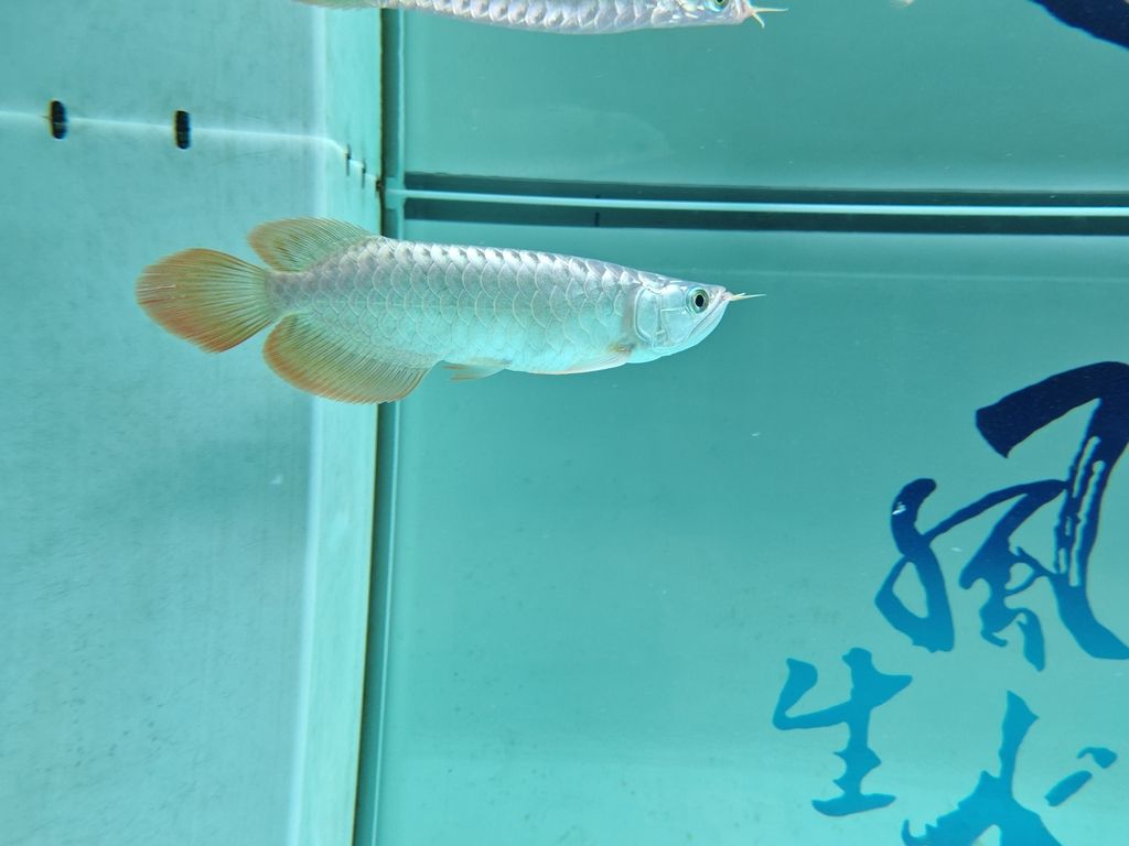 一個月了，大家看看有變化么？ 一個月了，大家看看有變化么？ 龍魚論壇 第1張
