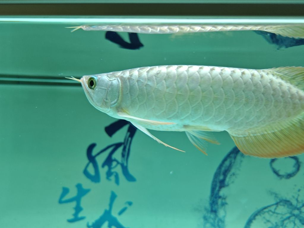 一個月了，大家看看有變化么？ 一個月了，大家看看有變化么？ 龍魚論壇 第3張