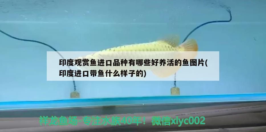 相城區(qū)黃埭鎮(zhèn)戀花盆景店