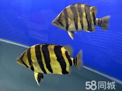 光特億帝光二代藍(lán)水：光特億帝光二代怎么樣？