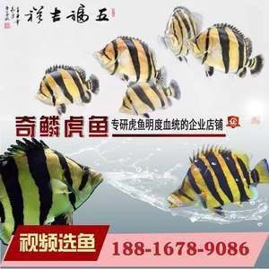光特億帝光二代藍(lán)水：光特億帝光二代怎么樣？
