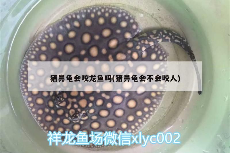 豬鼻龜會(huì)咬龍魚嗎(豬鼻龜會(huì)不會(huì)咬人)