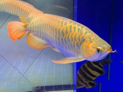 紅龍魚發色鱗框的圖解橙色:紅龍魚發色鱗框發色過程以及如何制作和解讀橙色圖解 紅龍魚百科 第1張 紅龍魚發色鱗框的圖解橙色:紅龍魚發色鱗框發色過程以及如何制作和解讀橙色圖解 紅龍魚發色鱗框的圖解橙色:紅龍魚發色鱗框發色過程以及如何制作和解讀橙色圖解 紅龍魚百科 第1張