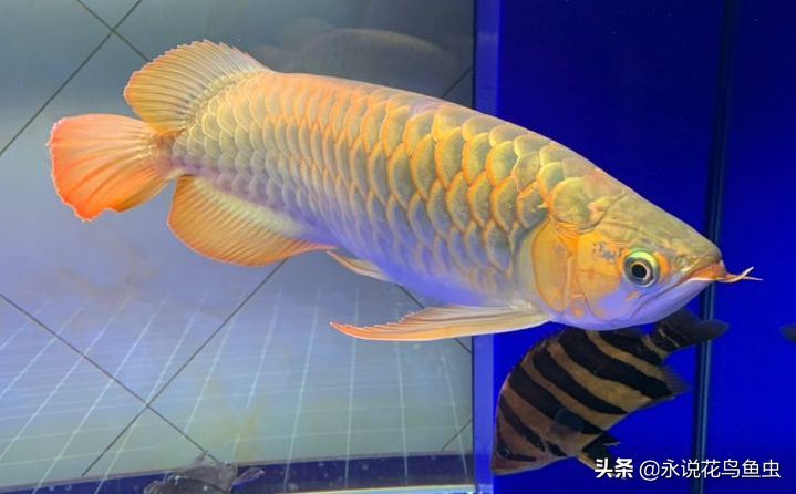 紅龍魚發色鱗框的圖解橙色:紅龍魚發色鱗框發色過程以及如何制作和解讀橙色圖解 紅龍魚百科 第5張 紅龍魚發色鱗框的圖解橙色:紅龍魚發色鱗框發色過程以及如何制作和解讀橙色圖解 紅龍魚發色鱗框的圖解橙色:紅龍魚發色鱗框發色過程以及如何制作和解讀橙色圖解 紅龍魚百科 第5張