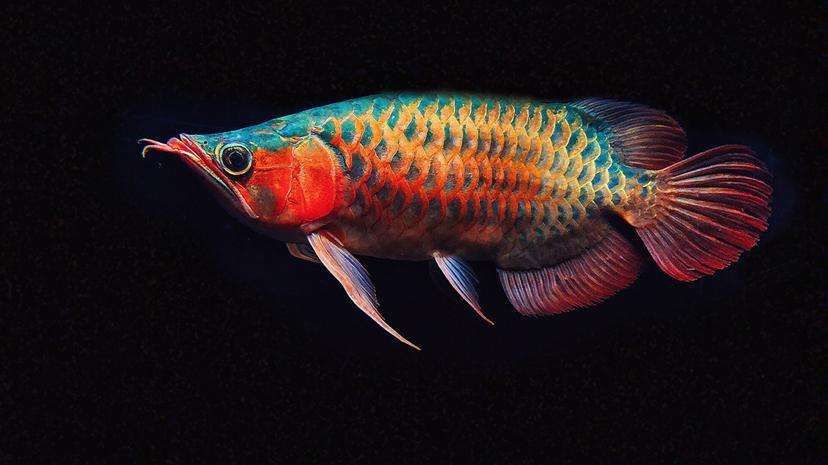 紅龍魚福龍王:福龍王龍魚市場價格查詢,如何鑒別高品質福龍王 紅龍魚百科 第1張 紅龍魚福龍王:福龍王龍魚市場價格查詢,如何鑒別高品質福龍王 紅龍魚福龍王:福龍王龍魚市場價格查詢,如何鑒別高品質福龍王 紅龍魚百科 第1張