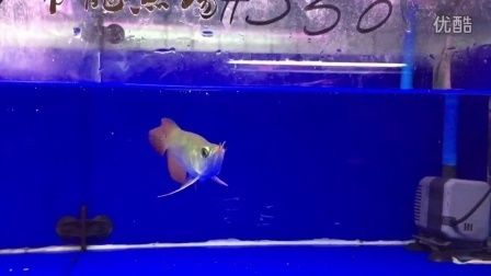 紅龍魚福龍王:福龍王龍魚市場價格查詢,如何鑒別高品質福龍王 紅龍魚百科 第2張 紅龍魚福龍王:福龍王龍魚市場價格查詢,如何鑒別高品質福龍王 紅龍魚福龍王:福龍王龍魚市場價格查詢,如何鑒別高品質福龍王 紅龍魚百科 第2張