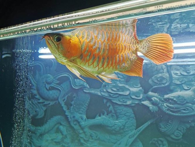 紅龍魚福龍王:福龍王龍魚市場價格查詢,如何鑒別高品質福龍王 紅龍魚百科 第3張 紅龍魚福龍王:福龍王龍魚市場價格查詢,如何鑒別高品質福龍王 紅龍魚福龍王:福龍王龍魚市場價格查詢,如何鑒別高品質福龍王 紅龍魚百科 第3張