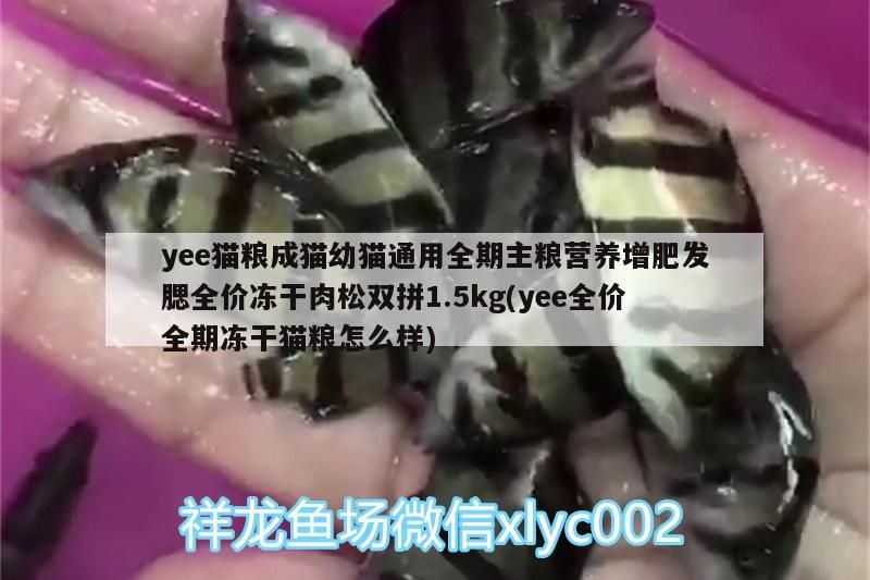 yee貓糧成貓幼貓通用全期主糧營養(yǎng)增肥發(fā)腮全價凍干肉松雙拼1.5kg(yee全價全期凍干貓糧怎么樣)