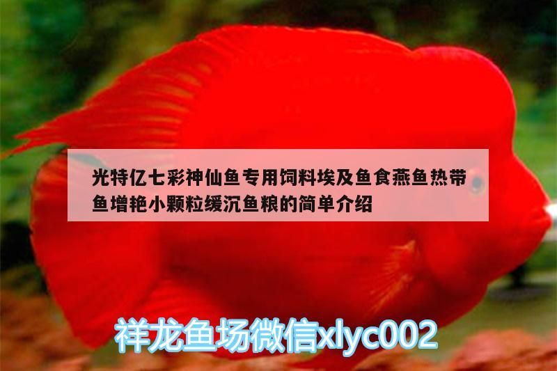 光特億七彩神仙魚專用飼料埃及魚食燕魚熱帶魚增艷小顆粒緩沉魚糧的簡單介紹 光特億七彩神仙魚專用飼料埃及魚食燕魚熱帶魚增艷小顆粒緩沉魚糧的簡單介紹 光特億