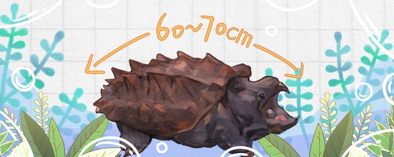大鱷龜能長多大多大能下蛋 大鱷龜能長多大多大能下蛋 馬來西亞咖啡 第1張