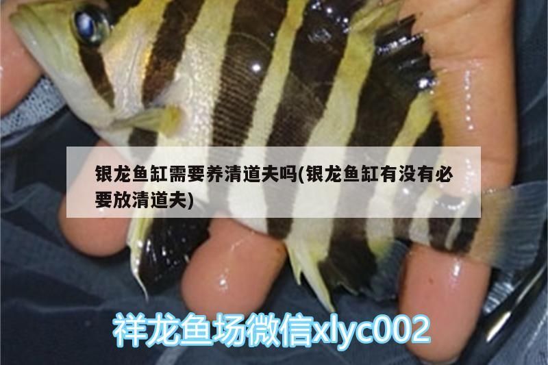 銀龍魚缸需要養清道夫嗎(銀龍魚缸有沒有必要放清道夫)