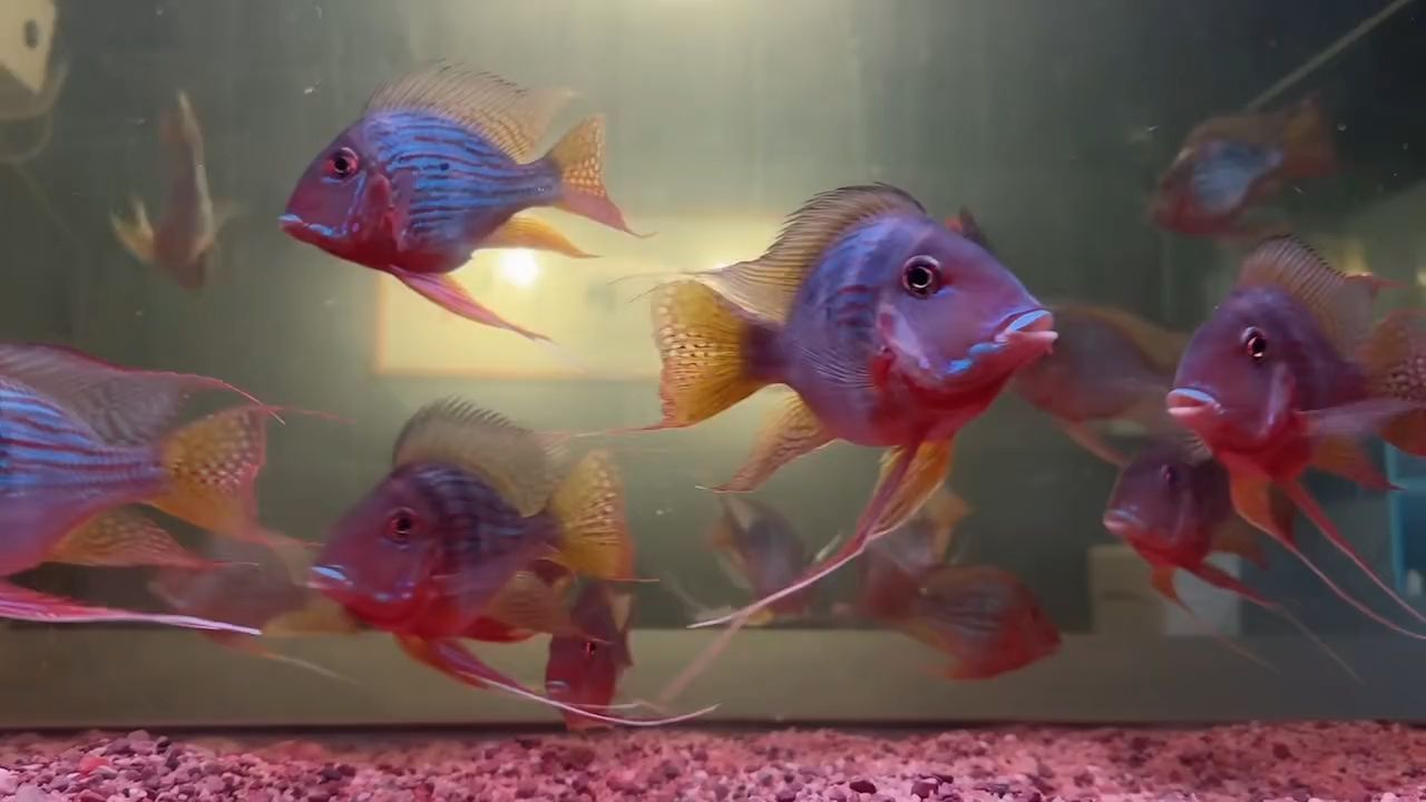 怎樣辨別真正的正品元寶鳳凰魚？：元寶鳳凰魚是一種珍貴的觀賞魚，怎樣辨別真正的元寶鳳凰魚 怎樣辨別真正的正品元寶鳳凰魚？：元寶鳳凰魚是一種珍貴的觀賞魚，怎樣辨別真正的元寶鳳凰魚 元寶鳳凰魚百科