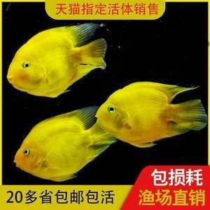 元寶鳳凰魚繁殖飼料購買指南：元寶鳳凰魚繁殖期餌料搭配