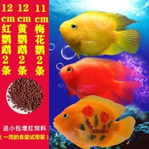 元寶鳳凰魚繁殖飼料購買指南：元寶鳳凰魚繁殖期餌料搭配