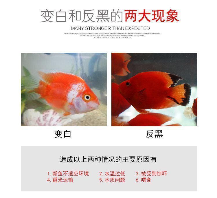 元寶鳳凰魚繁殖飼料購買指南：元寶鳳凰魚繁殖期餌料搭配